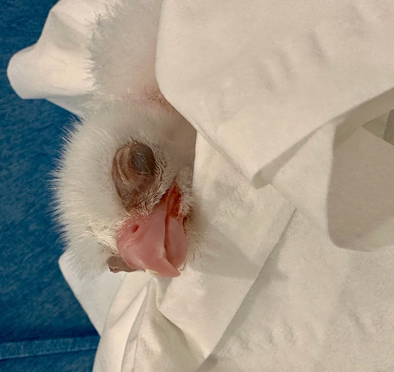 24-hour-old male gyrfalcon